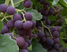 Load image into Gallery viewer, Seedless Grape - Black / Dark Blue 'Glenora' - 3-4ft Tall Sweet