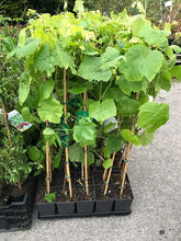 Load image into Gallery viewer, Seedless Grape - Black / Dark Blue 'Glenora' - 3-4ft Tall Sweet