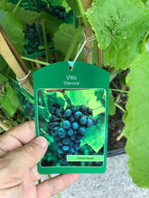 Load image into Gallery viewer, Seedless Grape - Black / Dark Blue 'Glenora' - 3-4ft Tall Sweet