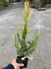 Load image into Gallery viewer, 25 Gold Leylandii Hedging - Leyland cypress apx 30-45cm Tall