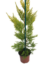 Load image into Gallery viewer, 10 Gold Leylandii Hedging - Leyland Cypress apx 30-45cm - With Support Canes