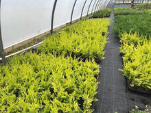 Load image into Gallery viewer, 10 Gold Leylandii Hedging - Leyland cypress apx 30-45cm Tall