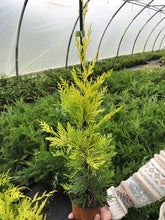 Load image into Gallery viewer, 10 Gold Leylandii Hedging - Leyland Cypress apx 30-45cm - With Support Canes