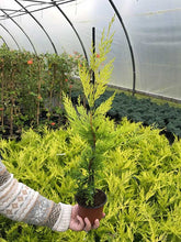 Load image into Gallery viewer, 10 Gold Leylandii Hedging - Leyland Cypress apx 30-45cm - With Support Canes