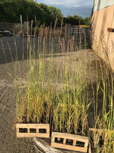 Load image into Gallery viewer, 3 Calamagrostis acutiflora 'Karl Foerster' - 9cm Pots - Feather Reed-Grass