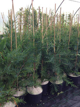 Load image into Gallery viewer, 10 Green Leylandii / Leyland Cypress Hedging 2L Pots - 40-60cm Tall