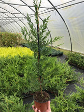 Load image into Gallery viewer, 15 Green Leylandii / Leyland Cypress Hedging apx 30-45cm Tall