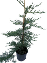 Load image into Gallery viewer, 5 Green Leylandii / Leyland Cypress Hedging 2L Pots - 40-60cm Tall