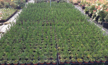 Load image into Gallery viewer, 10 Green Leylandii / Leyland Cypress Hedging apx 40-60cm Tall
