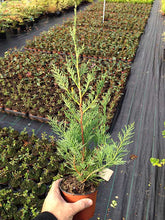 Load image into Gallery viewer, 5 Green Leylandii / Leyland Cypress Hedging 2L Pots - 40-60cm Tall