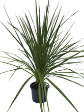 Load image into Gallery viewer, 1 Cordyline australis Evergreen Palm (SECONDS) - approx 2-3ft (60-90cm) tall