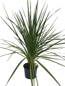 1 Cordyline australis Evergreen Palm (SECONDS) - approx 2-3ft (60-90cm) tall