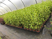 Load image into Gallery viewer, 30 Griselinia Hedging Plants - New Zealand Laurel - apx 35-50cm Tall