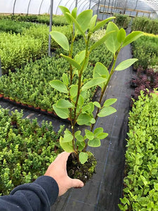 20 Griselinia Hedging Plants - New Zealand Laurel - apx 30cm Plus Tall