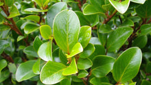 Load image into Gallery viewer, 15 Griselinia Hedging Plants - New Zealand Laurel - apx 35-50cm Tall