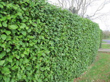 Load image into Gallery viewer, 20 Griselinia Hedging Plants - New Zealand Laurel - apx 35-50cm Tall