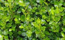Load image into Gallery viewer, 15 Griselinia Hedging Plants - New Zealand Laurel - apx 35-50cm Tall