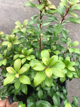 Load image into Gallery viewer, 2 Pieris japonica 'Little Heath' (Seconds) 2L Pot