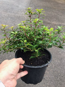 4 Pieris japonica 'Little Heath' (Seconds) 2L Pot