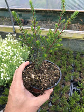 Load image into Gallery viewer, 25 Mixed Heather - Winter Flowering, Ground Cover - Red, Pink, Purple, White