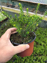 Load image into Gallery viewer, 25 Mixed Heather - Winter Flowering, Ground Cover - Red, Pink, Purple, White