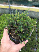 Load image into Gallery viewer, 25 Mixed Heather - Winter Flowering, Ground Cover - Red, Pink, Purple, White