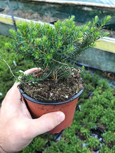 Load image into Gallery viewer, 10 Mixed Heather - Winter Flowering, Ground Cover - Red, Pink, Purple, White