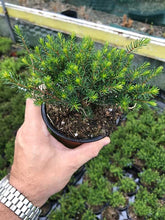 Load image into Gallery viewer, 15 Mixed Heather - Winter Flowering, Ground Cover - Red, Pink, Purple, White