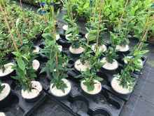 Load image into Gallery viewer, 3 Henry's Honeysuckle Lonicera 'henryi' - Evergreen - Apx 2-3ft - Climber 2L Pots