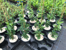 Load image into Gallery viewer, 3 Henry's Honeysuckle Lonicera 'henryi' (Seconds) - Evergreen Climber - Apx 2-3ft