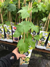 Load image into Gallery viewer, White Seedless Grape Vine 'Himrod'- Grow Outdoors 2 Litre Pot