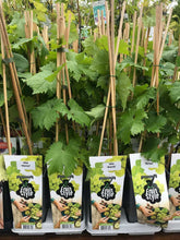 Load image into Gallery viewer, White Seedless Grape Vine 'Himrod'- Grow Outdoors 2 Litre Pot
