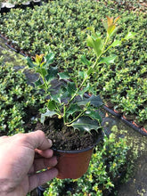 Load image into Gallery viewer, 15 Holly Hedging Plants - Ilex Aquifolium Alaska - Evergreen - apx 25-35cm in Pots