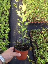 Load image into Gallery viewer, 30 Holly Hedging Plants - Ilex Aquifolium Alaska - Evergreen - apx 25-35cm in Pots