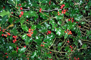 15 Holly Hedging Plants - Ilex Aquifolium Alaska - Evergreen - apx 25-35cm in Pots