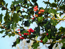 Load image into Gallery viewer, 40 Holly Hedging Plants - Ilex Aquifolium Alaska - Evergreen - apx 25-35cm in Pots