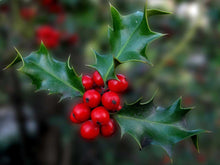 Load image into Gallery viewer, 25 Holly Hedging Plants - Ilex Aquifolium Alaska - Evergreen - apx 25-35cm in Pots