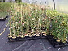 Load image into Gallery viewer, 3 Henry's Honeysuckle Lonicera 'henryi' - Evergreen - Apx 2-3ft - Climber 2L Pots