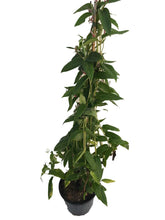 Load image into Gallery viewer, 3 Henry's Honeysuckle Lonicera 'henryi' (Seconds) - Evergreen Climber - Apx 2-3ft