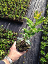 Load image into Gallery viewer, 15 Holly Hedging Plants - Ilex Aquifolium Alaska - Evergreen - apx 25-35cm in Pots
