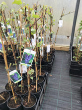 Load image into Gallery viewer, Black Seedless Grape Vine 'Boskoop Glory' Grow Outdoors 80cm tall (apx 3ft) Potted