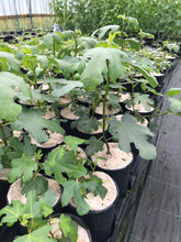 Load image into Gallery viewer, Fig Tree Plant- Brown Turkey Apx 30-40cm Tall - Ficus carica - 3L Pot