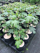 Load image into Gallery viewer, Fig Tree Plant- Brown Turkey Apx 30-40cm Tall - Ficus carica - 3L Pot