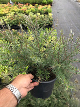 Load image into Gallery viewer, 2 Tea Tree Plants - 40-60cm - Leptospermum scoparium 'Martini' - Pink Flowers - 2L Pots