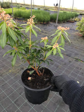 Load image into Gallery viewer, 2 Pieris 'Forest Flame' Shrub in Large 2L Pots Evergreen