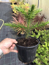 Load image into Gallery viewer, Monkey Puzzle Tree - SECONDS - (Araucaria araucana) - Apx 15–20cm Tall - 3L Pot - Great Gift
