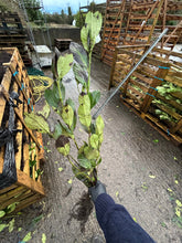 Load image into Gallery viewer, 20 Cherry Laurel Hedging - Seconds - 2-3ft  (Some Leaf Damage Due to Frost - Still Fine)
