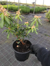 Load image into Gallery viewer, 3 Pieris 'Forest Flame' Shrub in Large 2L Pots Evergreen