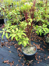 Load image into Gallery viewer, 2 Pieris 'Forest Flame' (Seconds) 40-60cm Tall Shrub in Large 2L Pots