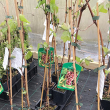 Load image into Gallery viewer, Red Grape Vine 'Einset' Seedless - Grow Outdoors Seedless 60-80cm Tall